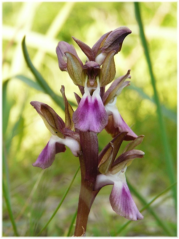 Orchis collina .......ed altro....